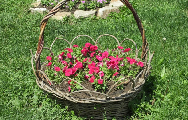 Клумба из корзины