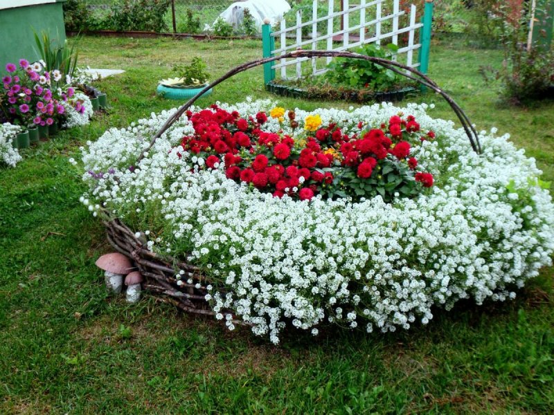 Клумбы с белым алиссумом и красной петунией