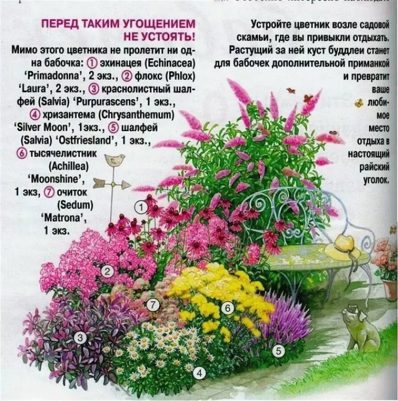 Схема миксбордера непрерывного цветения