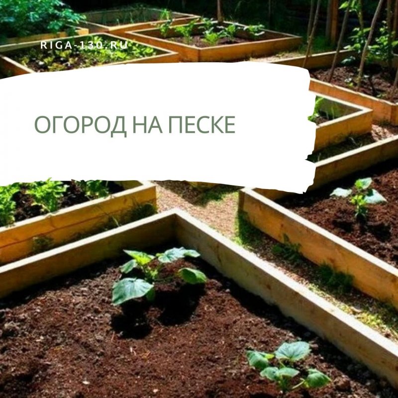 Высокие грядки на песке