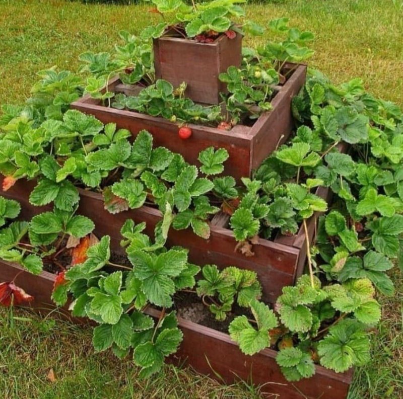 Оригинальные грядки для клубники