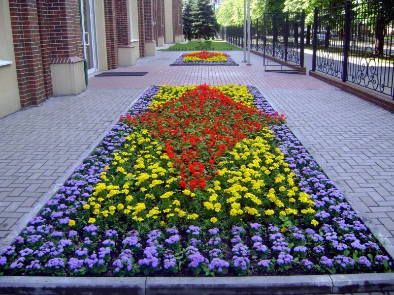 Агератум в рабатке
