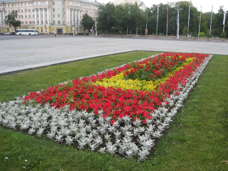 Рабатка с цинерарией