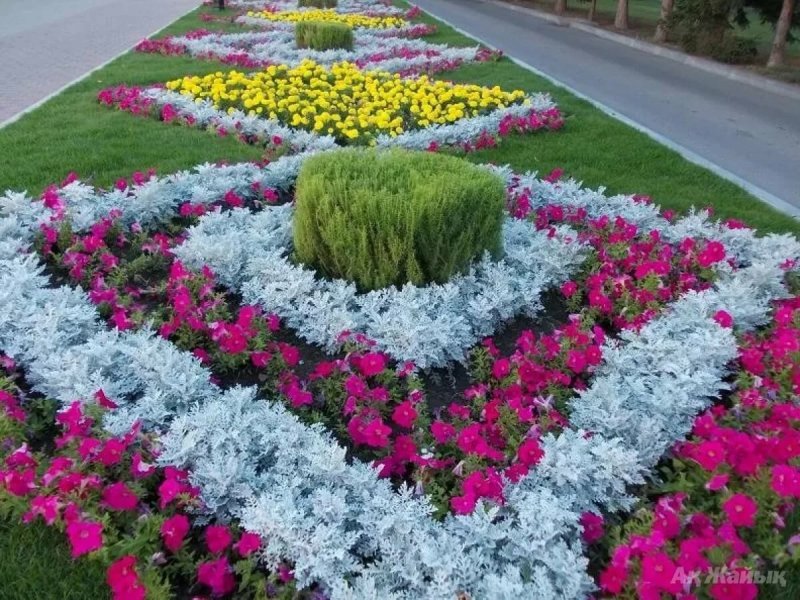 Сальвия бархатцы цинерария