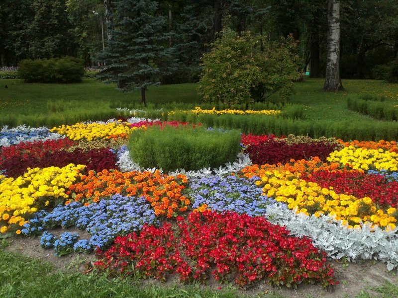 Разноцветные цветы для клумбы
