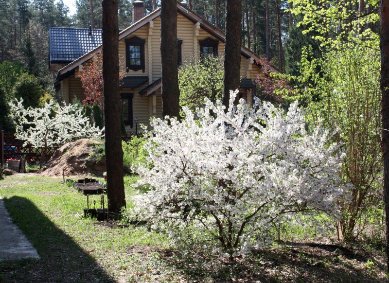 Prunus tomentosa