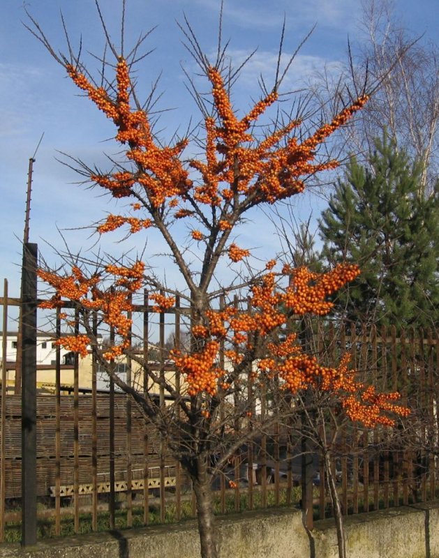 Облепиха кустовая