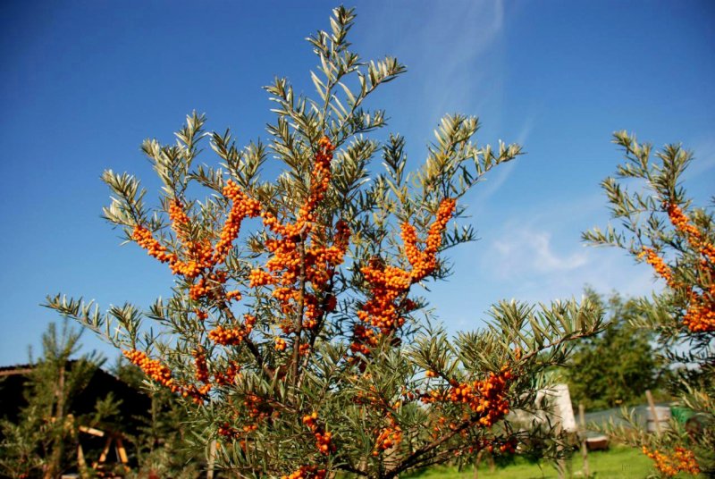 Облепиха крушиновидная (Hippophae rhamnoides)