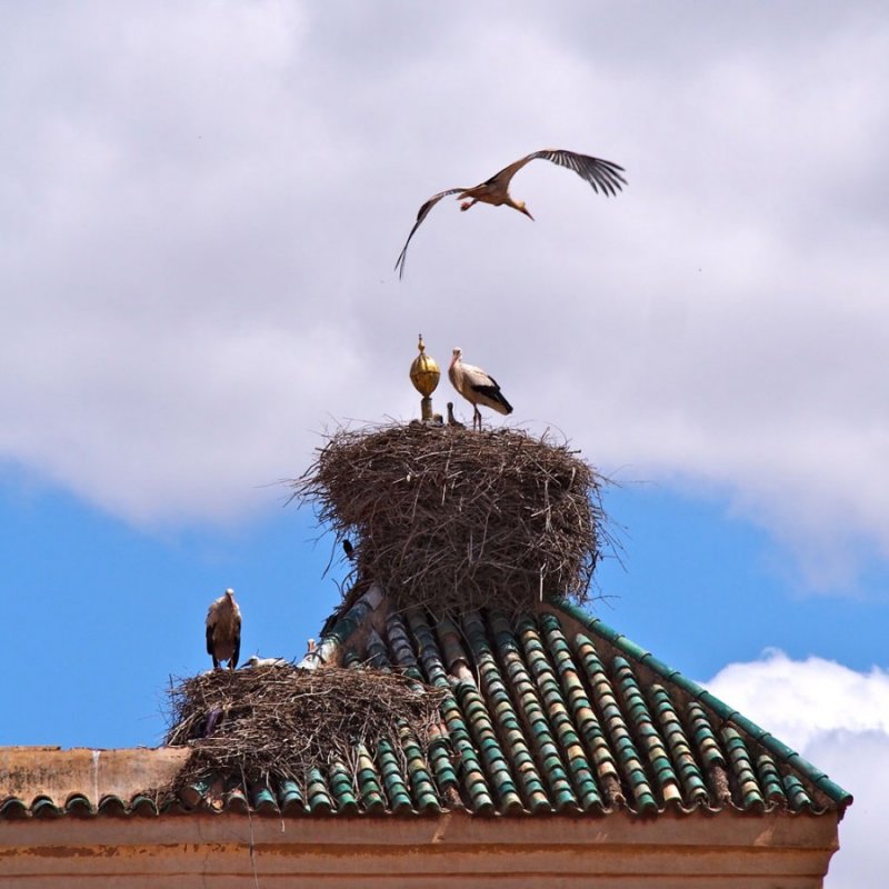 Аисты на крыше