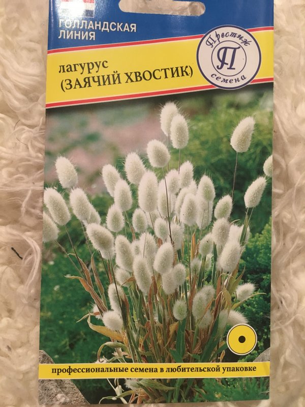 Лагурус яйцевидный