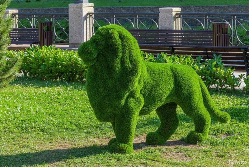 Ива ломкая топиарные фигуры