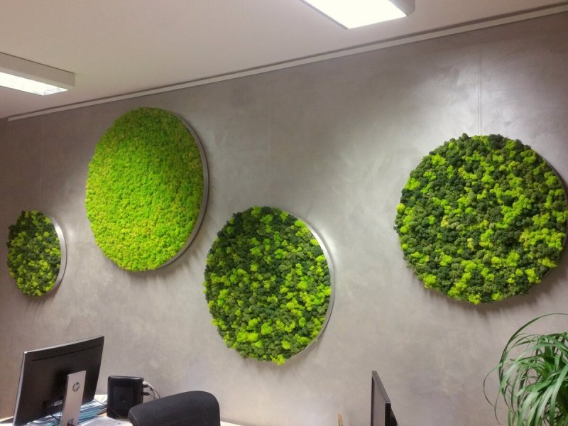 Green Room мох