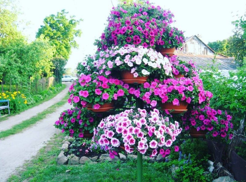 Каскадные петунии в цветнике