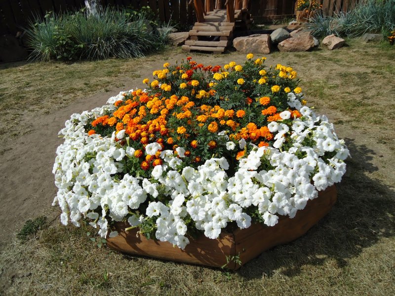 Клумба петуния бархатцы Цинния