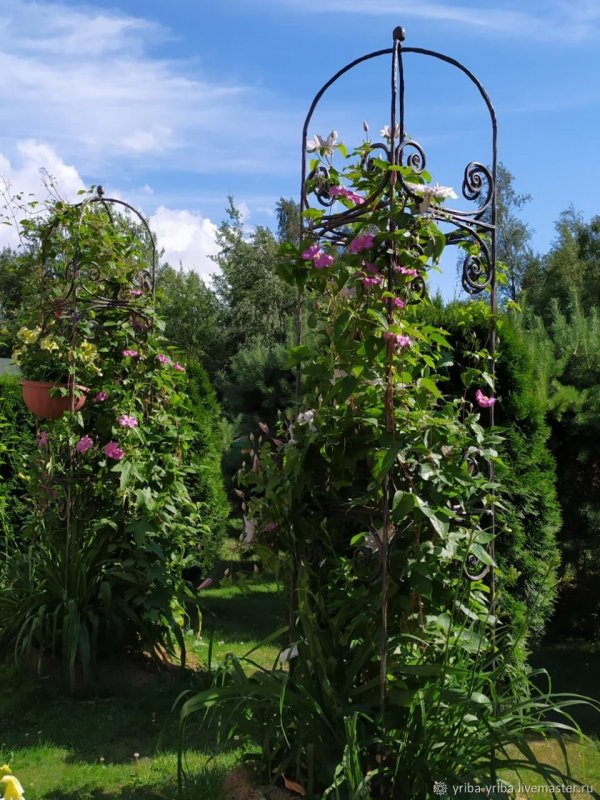 Клематис колонна