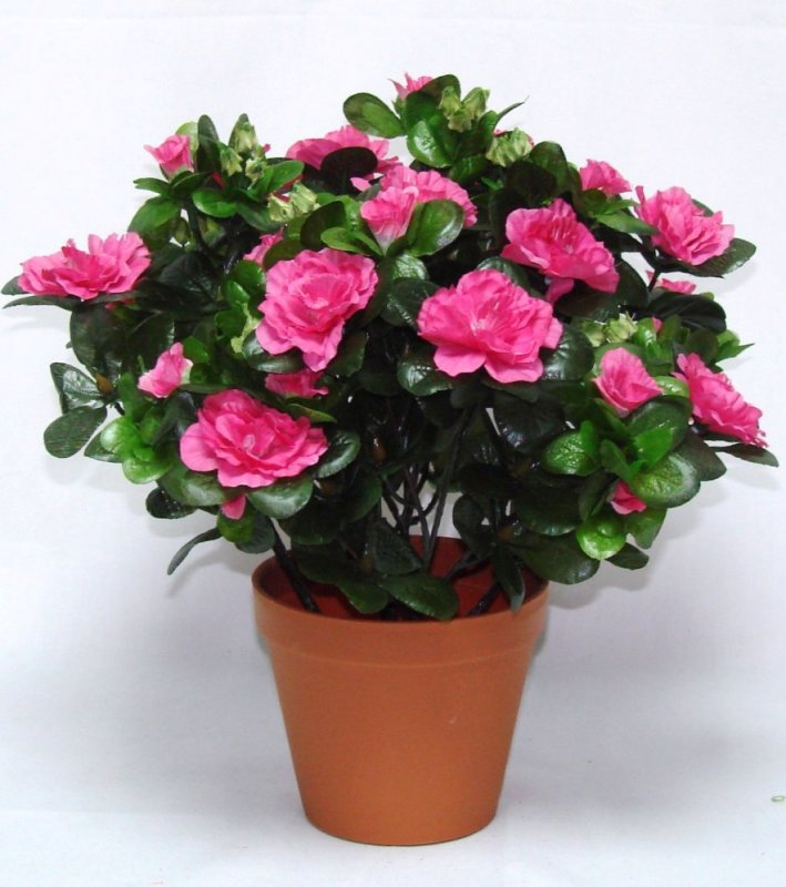 Kalanchoe Турсифлора