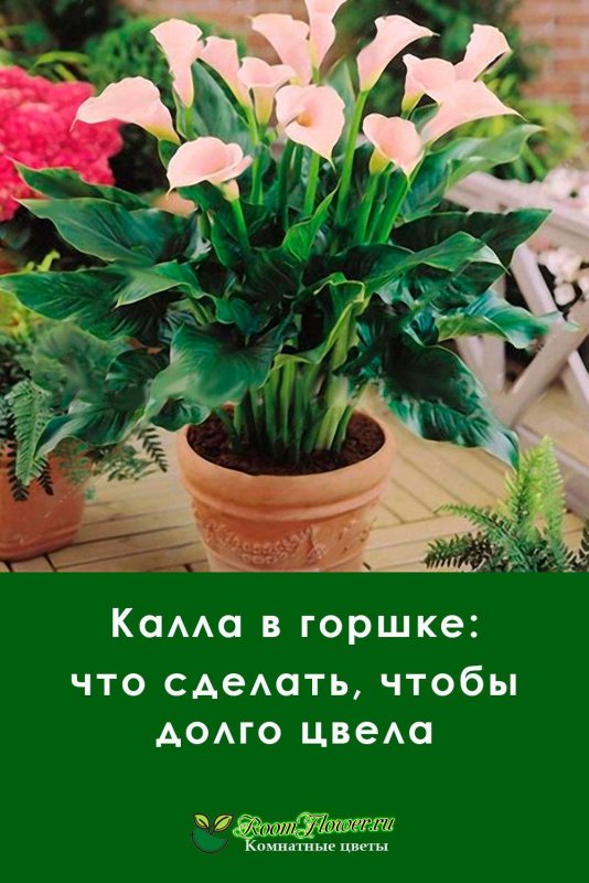 Разновидности домашних цветов