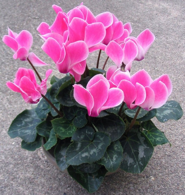 Стефанотис floribunda