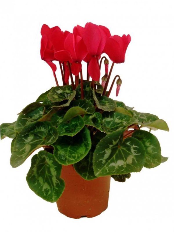 Калла Zantedeschia Mix