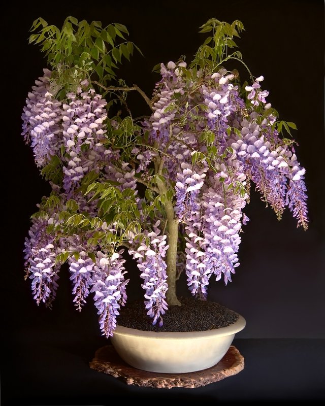 Wisteria sinensis бонсай