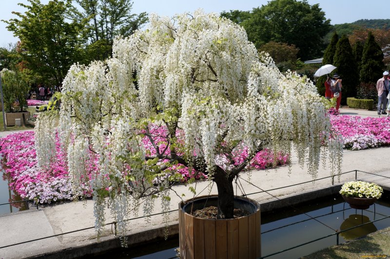 Wisteria sinensis бонсай