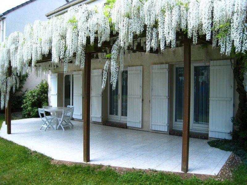 NICHIRIN Wisteria