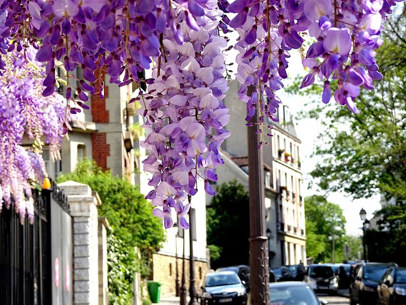 Глициния китайская (штамб)