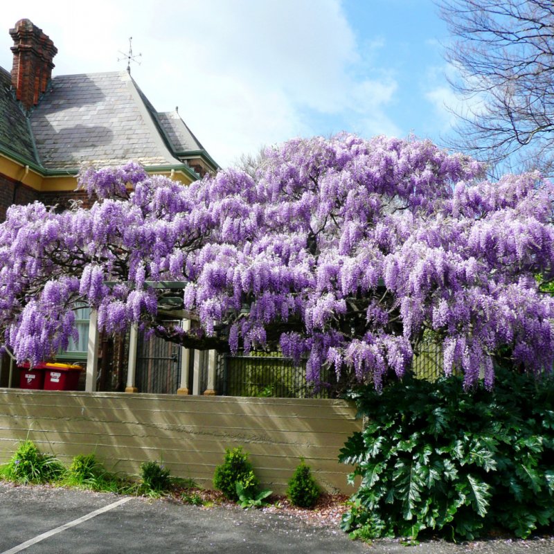 Wisteria sinensis бонсай