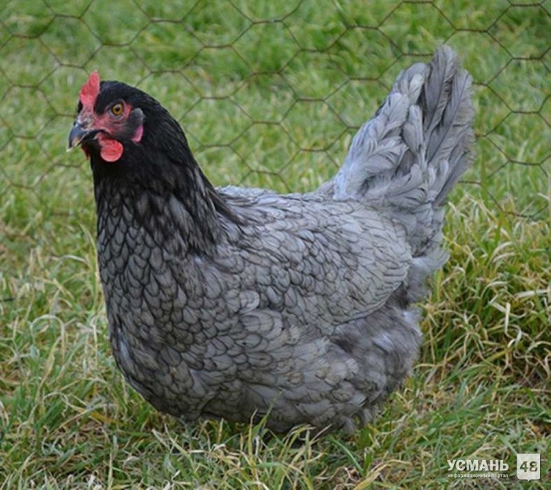 Чешский Доминант куры