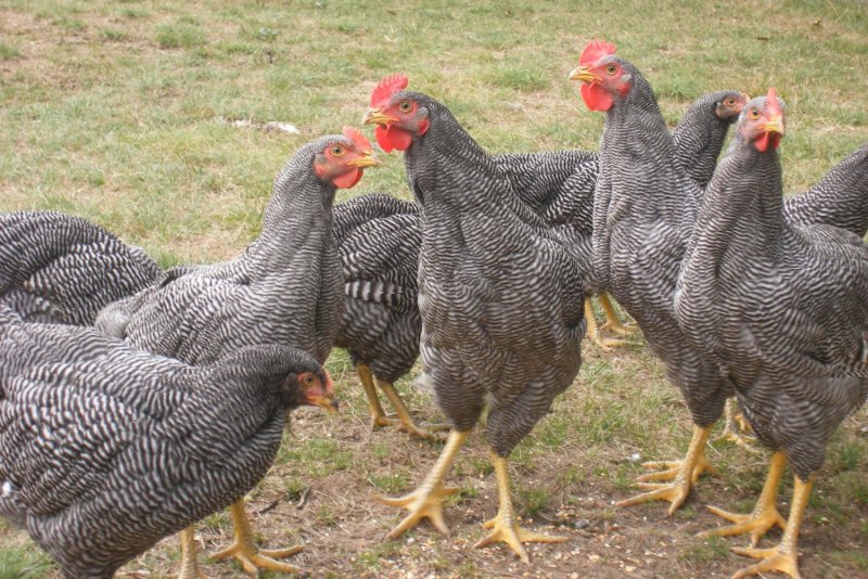 Куры несушки породы Доминант