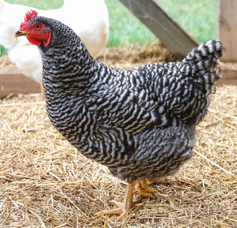Чешский Доминант д959