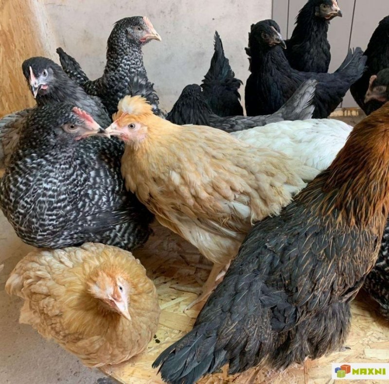 Чешский Доминант куры