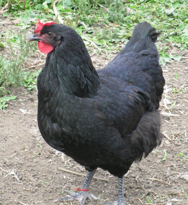 Чешский Доминант д959