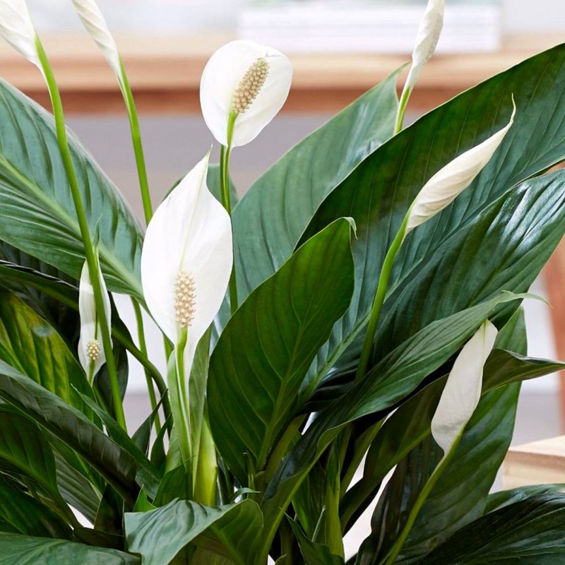 Спатифиллум обильноцветущий Spathiphyllum floribundum