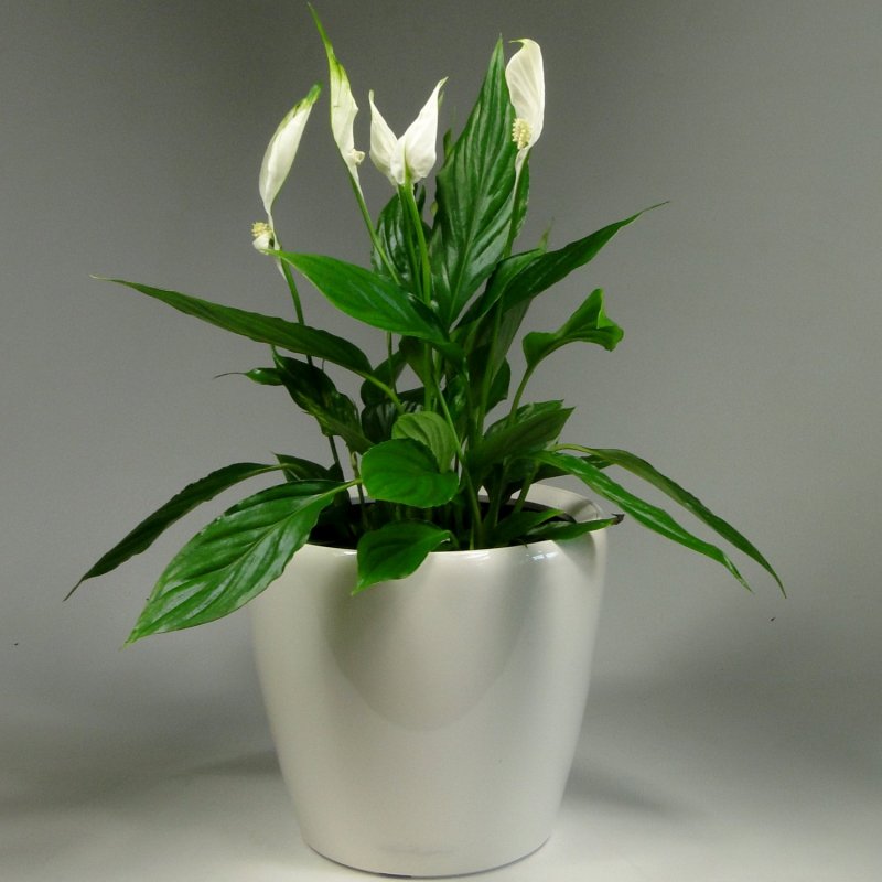 Спатифиллум обильноцветущий Spathiphyllum floribundum