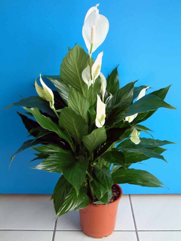 Спатифиллум (Spathiphyllum)