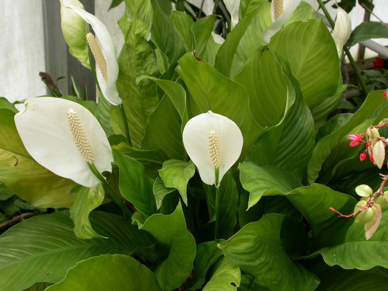 Спатифиллум Уоллиса (s. wallisii)