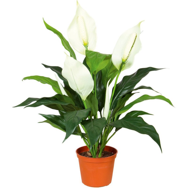 Спатифиллум Уоллиса (Spathiphyllum wallisii)