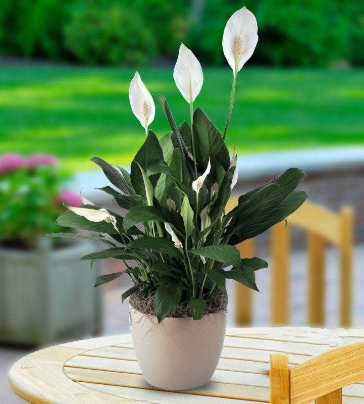 Спатифиллум Уоллиса (Spathiphyllum wallisii)