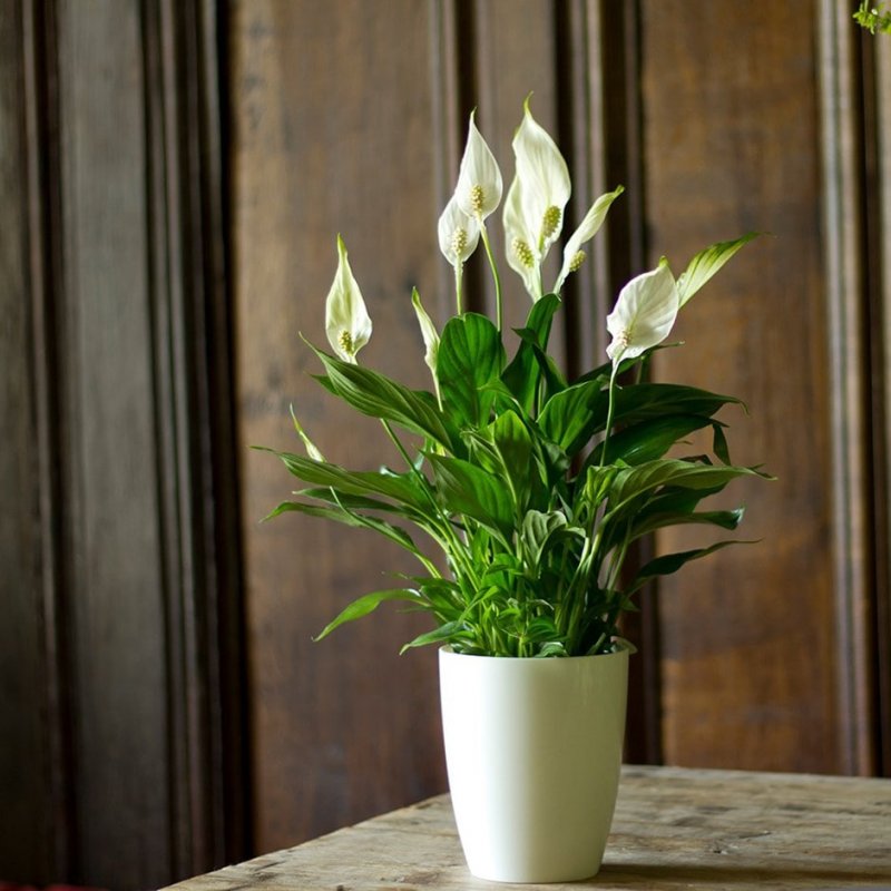 Спатифиллум (Spathiphyllum)