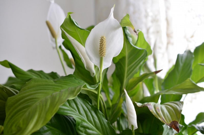 Спатифиллум (Peace Lily)