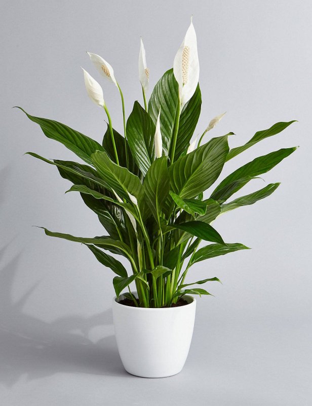Спатифиллум (Peace Lily)