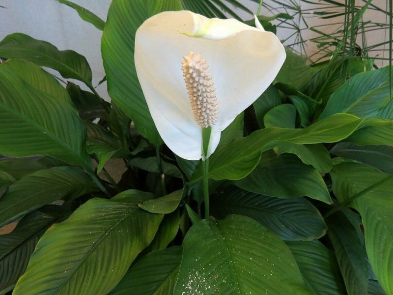 Спатифиллум Уоллиса (Spathiphyllum wallisii)