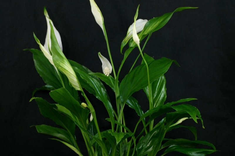 Спатифиллум Уоллиса (s. wallisii)