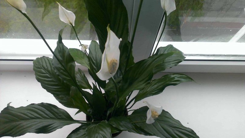 Spathiphyllum wallisii размножение