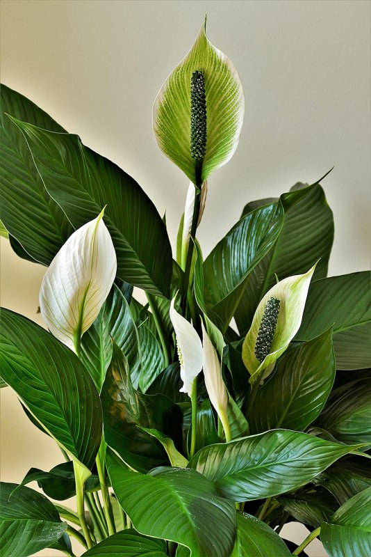 Спатифиллум Уоллиса (Spathiphyllum wallisii)