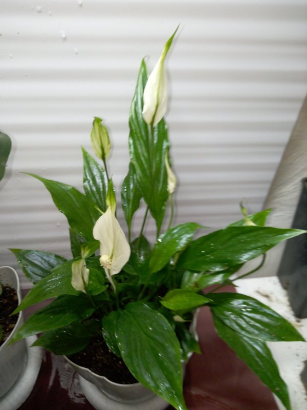 Спатифиллум Антуриум (Spathiphyllum wallisii)