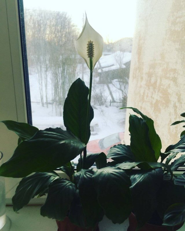 Цветок спатифиллум женское счастье пересадка