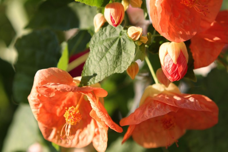Абутилон (Abutilon)