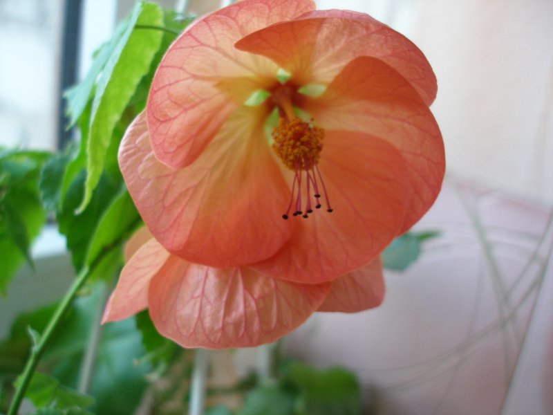 Абутилон Roter Jewel